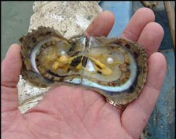 Harvesting cultured pearls from the oyster