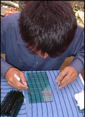 A technician prepares mantle tissue for oyster nucleation